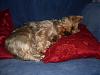 Anyone with larger yorkies?-molcushion.jpg