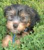 Silky Terrier?-rbrownieangggdkayko3-75-.jpg