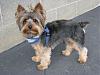 Help me choose a hair-cut! (Groomers tomorrow!)-lucky1yt.jpg