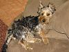 Help me choose a hair-cut! (Groomers tomorrow!)-img_0790.jpg