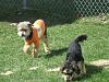 Yorkie train needed from Southern IN to Chicago IL!-teddy-truman.jpg