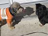 Yorkie train needed from Southern IN to Chicago IL!-peanut-truman.jpg