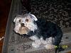 Anyone with larger yorkies?-sammy_april.jpg
