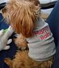 Anyone with larger yorkies?-mamas-baby.jpg