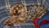 Anyone with larger yorkies?-shelby.jpg