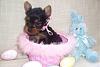 Easter puppies at 5 weeks and my 1000 post!-yorkie-tabatha-5-weeks-300-x-200-.jpg