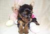 Easter puppies at 5 weeks and my 1000 post!-yorkie-tasha-5-weeks-2-300-x-200-.jpg