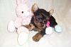 Easter puppies at 5 weeks and my 1000 post!-yorkie-tasha-5-weeks-3-300-x-200-.jpg