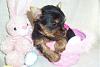 Easter puppies at 5 weeks and my 1000 post!-yorkie-tasha-5-weeks-300-x-200-.jpg