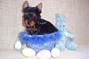 Easter puppies at 5 weeks and my 1000 post!-yorkie-travis-5-weeks-300-x-200-.jpg