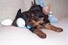 Easter puppies at 5 weeks and my 1000 post!-yorkie-thomas-5-weeks-3-300-x-200-.jpg