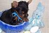 Easter puppies at 5 weeks and my 1000 post!-yorkie-thomas-5-weeks-300-x-200-.jpg