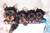 Easter puppies at 5 weeks and my 1000 post!-yorkshire-terrier-puppies-april-2009-300-x-200-.jpg