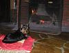 short corse wirey coat is she a Yorkie?-s9.jpg
