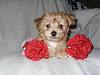 here arew Rileys yorkiechon babies-picture-152.jpg