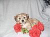 here arew Rileys yorkiechon babies-picture-151.jpg