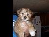 here arew Rileys yorkiechon babies-picture-195.jpg