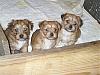 here arew Rileys yorkiechon babies-picture-125.jpg