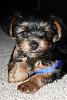 i think i did it...heeeere's toby!-rsz_1rsz_toby.jpg