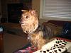 Mutant Yorkie.  World's largest yorkie?-march22-zipper-daisy-030.jpg