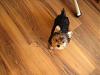 Mutant Yorkie.  World's largest yorkie?-march22-zipper-daisy-010.jpg