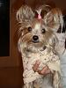 Platinum Yorkie?-dsc01097.jpg