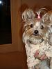 Platinum Yorkie?-dsc01098.jpg