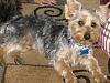 Yorkie vs Silky: 2 Different Breeds?-img_1233.jpg