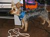 Yorkie vs Silky: 2 Different Breeds?-img_1187.jpg