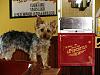 Yorkie vs Silky: 2 Different Breeds?-img_1335.jpg
