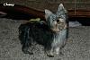 Yorkie vs Silky: 2 Different Breeds?-chewy-17-wks-large-web-view.jpg