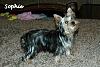 Yorkie vs Silky: 2 Different Breeds?-sophie-17-wks.2.jpg