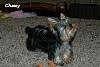 Yorkie vs Silky: 2 Different Breeds?-chewy-17wks.2-large-web-view.jpg