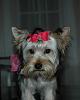 Yorkie vs Silky: 2 Different Breeds?-sophies-new-bow.jpg