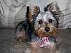 Yorkie vs Silky: 2 Different Breeds?-mimi.jpg