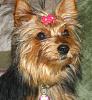 Yorkie vs Silky: 2 Different Breeds?-easter-7-months-008.jpg