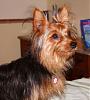 Yorkie vs Silky: 2 Different Breeds?-easter-7-months-001.jpg