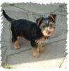 Tail Docking-yorkie-stewart.jpg