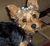 Pics of 6-7 pound yorkies-bellebowtiny.jpeg