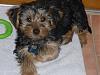 Pics of 6-7 pound yorkies-oldpix.jpg