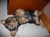 Pics of 6-7 pound yorkies-oldpix2.jpg