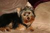 Pics of 6-7 pound yorkies-img_2417-1-864-x-576-.jpg