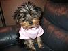 Does she look like a Yorkie?-taylor-3.jpg