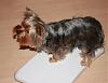 Pics of 6-7 pound yorkies-2009-03-29-size-relative-wii-fit-board.jpg