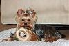 Pics of 6-7 pound yorkies-2009-04-06-size-relative-hide-squirrel-jr.jpg