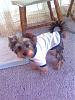 Is My Baby a Real Yorkie????-faz043.jpg