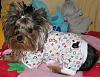 Does your yorkie have a favorite spot?-010.jpg