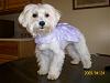 Albino yorkie lol-101_0013.jpg