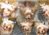 Mercedes - Red/Gold Yorkie 6 months old today (pics)-tongue11-30collage-600-x-426-.jpg