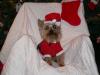 Addi and Romeo want to wish everyone a Merry Christmas!!!!-addi-romeo-christmas-2005-002-600-x-450-.jpg